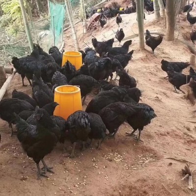 原产地出售半斤多一斤纯五黑鸡苗绿壳蛋鸡半大五黑鸡苗图3