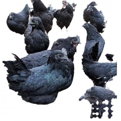 原产地出售半斤多一斤纯五黑鸡苗绿壳蛋鸡半大五黑鸡苗图5