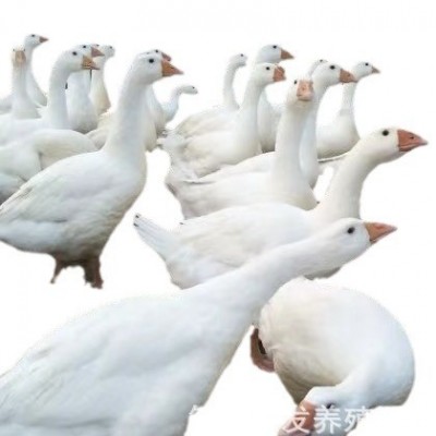 鹅苗潮汕狮头鹅纯种活苗 狮头鹅脱温苗 狮头鹅苗价格白狮头图4