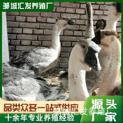 鹅苗潮汕狮头鹅纯种活苗 狮头鹅脱温苗 狮头鹅苗价格白狮头图2