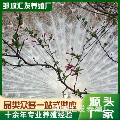 大尾巴观赏孔雀活体 批发出售脱温孔雀苗 景区园林养殖蓝孔雀活体图3