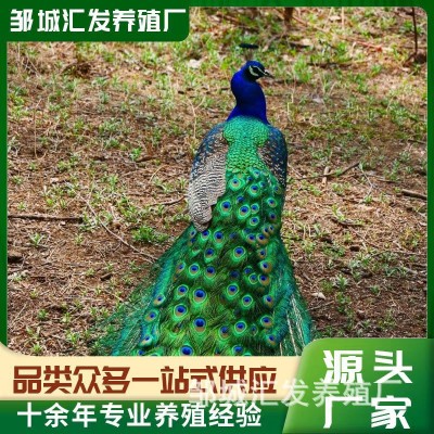 大尾巴观赏孔雀活体 批发出售脱温孔雀苗 景区园林养殖蓝孔雀活体图2
