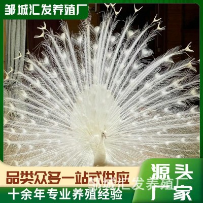 大尾巴观赏孔雀活体 批发出售脱温孔雀苗 景区园林养殖蓝孔雀活体