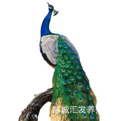 大尾巴观赏孔雀活体 批发出售脱温孔雀苗 景区园林养殖蓝孔雀活体图5