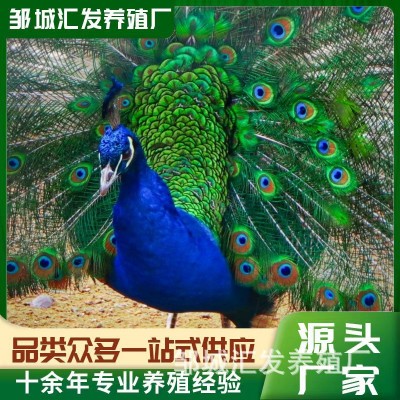 大尾巴观赏孔雀活体 批发出售脱温孔雀苗 景区园林养殖蓝孔雀活体图4