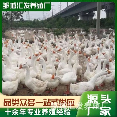 特种养殖白鹅 繁殖种苗可下蛋 景区观赏家养珍禽白狮头杂交幼苗图2