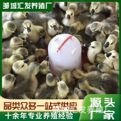 特种养殖白鹅 繁殖种苗可下蛋 景区观赏家养珍禽白狮头杂交幼苗图3