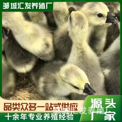 特种养殖白鹅 繁殖种苗可下蛋 景区观赏家养珍禽白狮头杂交幼苗图4