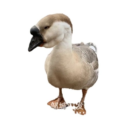 特种养殖白鹅 繁殖种苗可下蛋 景区观赏家养珍禽白狮头杂交幼苗图5