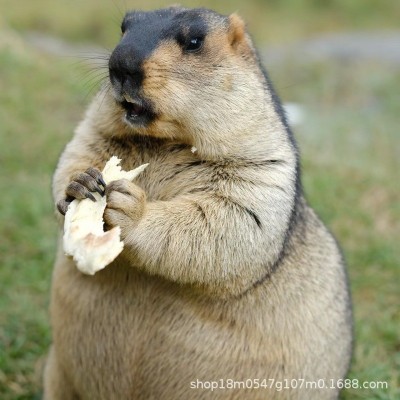 旱獭土拨鼠活体 家养宠物 黑尾土拨鼠幼崽 亲人听话 适 合景区养殖图4