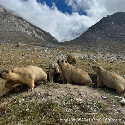 旱獭土拨鼠活体 家养宠物 黑尾土拨鼠幼崽 亲人听话 适 合景区养殖图2
