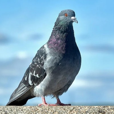 落地王肉鸽活体落地王鸽子苗纯种肉鸽子活一对公母落地王大体鸽子图3