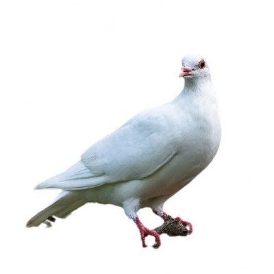 落地王肉鸽活体落地王鸽子苗纯种肉鸽子活一对公母落地王大体鸽子图4