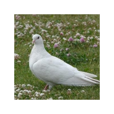 落地王肉鸽活体落地王鸽子苗纯种肉鸽子活一对公母落地王大体鸽子图2