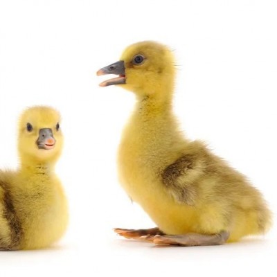 小鹅活苗一斤脱温狮头鹅活苗正宗纯种特大种狮头鹅苗包活包邮图5