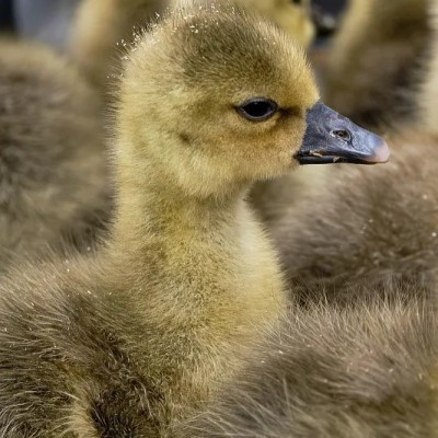 小鹅活苗一斤脱温狮头鹅活苗正宗纯种特大种狮头鹅苗包活包邮图2