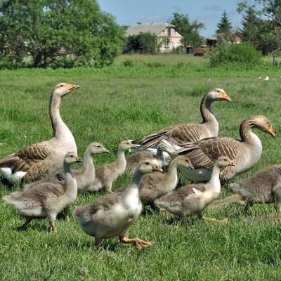 小鹅活苗一斤脱温狮头鹅活苗正宗纯种特大种狮头鹅苗包活包邮图4