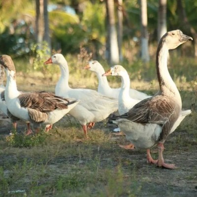 小鹅活苗一斤脱温狮头鹅活苗正宗纯种特大种狮头鹅苗包活包邮图3