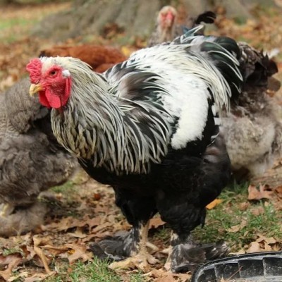 纯种婆罗门鸡活苗巨型梵天鸡活体观赏鸡宠物鸡小鸡活苗超大 体包活图2