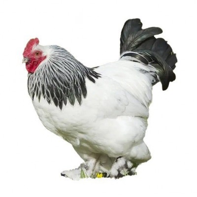 纯种婆罗门鸡活苗巨型梵天鸡活体观赏鸡宠物鸡小鸡活苗超大 体包活图5