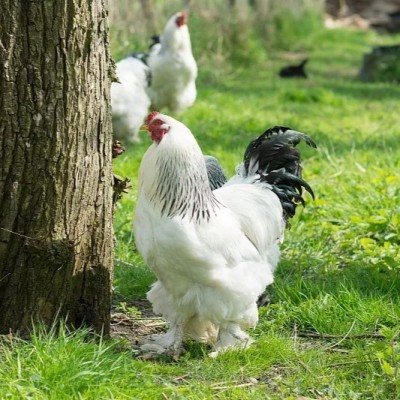 纯种婆罗门鸡活苗巨型梵天鸡活体观赏鸡宠物鸡小鸡活苗超大 体包活图3