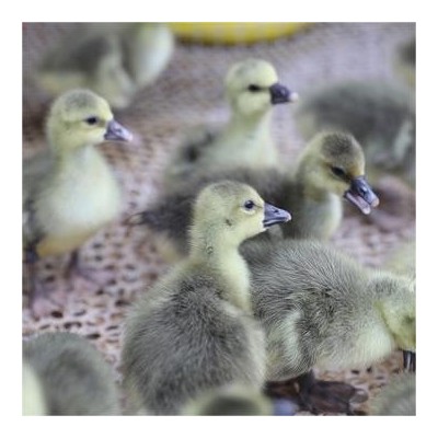 出售狮头鹅幼崽现货供应小鹅苗繁育纯种狮头鹅苗价格狮头鹅活体图3