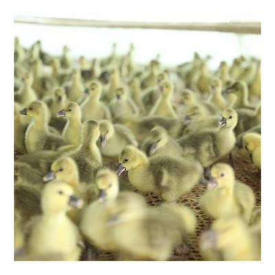 出售狮头鹅幼崽现货供应小鹅苗繁育纯种狮头鹅苗价格狮头鹅活体图2