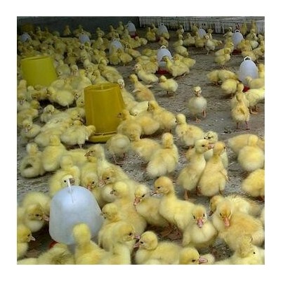 出售狮头鹅幼崽现货供应小鹅苗繁育纯种狮头鹅苗价格狮头鹅活体图4