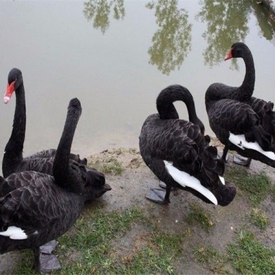 纯种黑天鹅小苗成年黑天鹅脱温苗半大黑天鹅公母一对景区观赏养殖图2