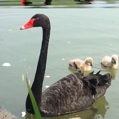 纯种黑天鹅小苗成年黑天鹅脱温苗半大黑天鹅公母一对景区观赏养殖图3