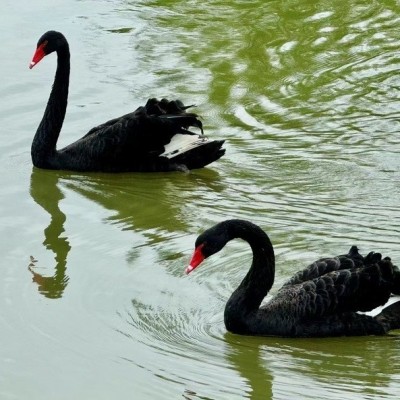 纯种黑天鹅小苗成年黑天鹅脱温苗半大黑天鹅公母一对景区观赏养殖图4