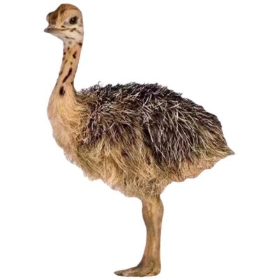 脱温非洲鸵鸟苗活体小鸵鸟幼苗一对公母批发成年繁殖小鸡繁育图5