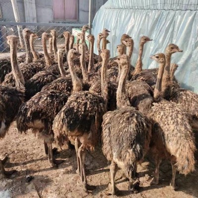 脱温非洲鸵鸟苗活体小鸵鸟幼苗一对公母批发成年繁殖小鸡繁育图2