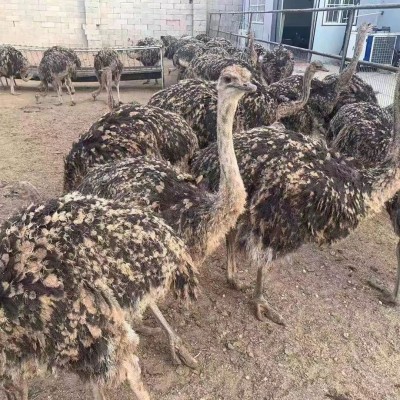 脱温非洲鸵鸟苗活体小鸵鸟幼苗一对公母批发成年繁殖小鸡繁育图4