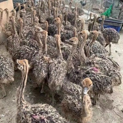 脱温非洲鸵鸟苗活体小鸵鸟幼苗一对公母批发成年繁殖小鸡繁育图3