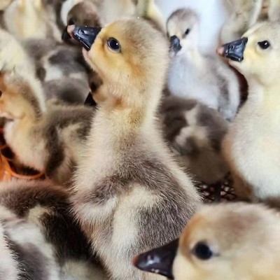 纯种狮头鹅批发价格狮头鹅脱温苗幼苗活物正宗狮头鹅活体幼崽种蛋图3