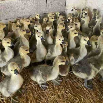 纯种狮头鹅批发价格狮头鹅脱温苗幼苗活物正宗狮头鹅活体幼崽种蛋图2