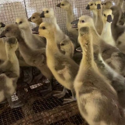 纯种狮头鹅批发价格狮头鹅脱温苗幼苗活物正宗狮头鹅活体幼崽种蛋图4