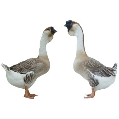 纯种狮头鹅批发价格狮头鹅脱温苗幼苗活物正宗狮头鹅活体幼崽种蛋图5