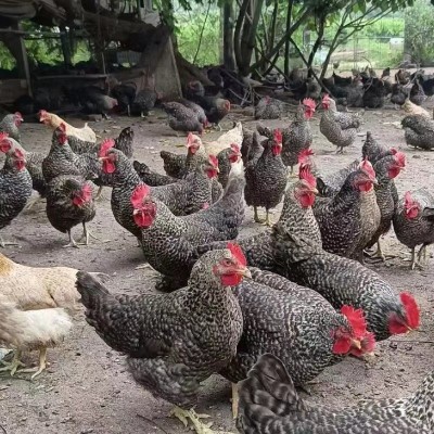 半斤芦花鸡活鸡苗纯种芦花鸡苗活体脱温苗土鸡小鸡幼苗成品母鸡图2