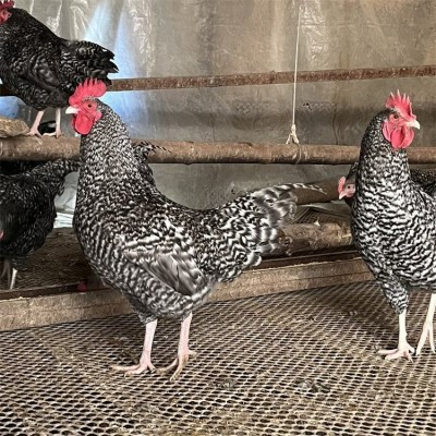 半斤芦花鸡活鸡苗纯种芦花鸡苗活体脱温苗土鸡小鸡幼苗成品母鸡图3