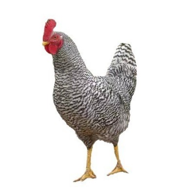 半斤芦花鸡活鸡苗纯种芦花鸡苗活体脱温苗土鸡小鸡幼苗成品母鸡图5