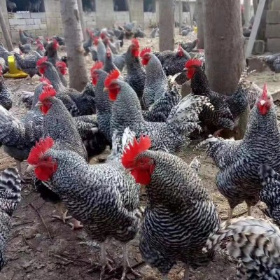 半斤芦花鸡活鸡苗纯种芦花鸡苗活体脱温苗土鸡小鸡幼苗成品母鸡图4