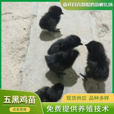 养殖场批发出壳五黑鸡苗 麻羽五黑鸡苗 黄脚绿壳蛋鸡苗图4