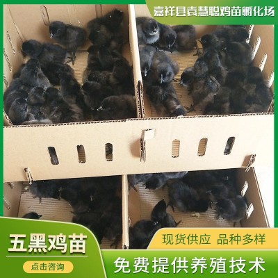 养殖场批发出壳五黑鸡苗 麻羽五黑鸡苗 黄脚绿壳蛋鸡苗图3