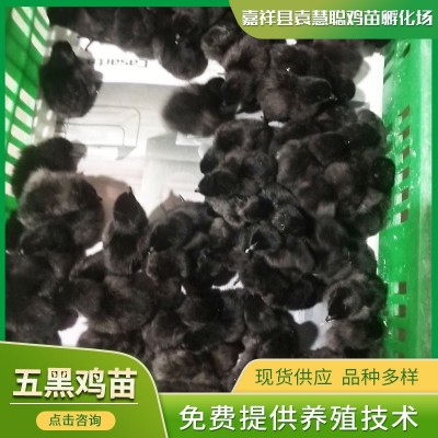 养殖场批发出壳五黑鸡苗 麻羽五黑鸡苗 黄脚绿壳蛋鸡苗图2