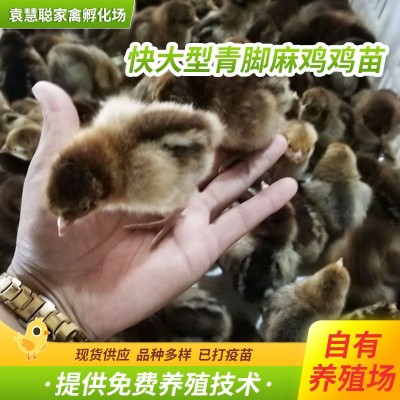 快大型青脚麻鸡鸡苗 麻羽绿壳蛋鸡脱温鸡苗 农家散养鸡苗一斤幼苗图2