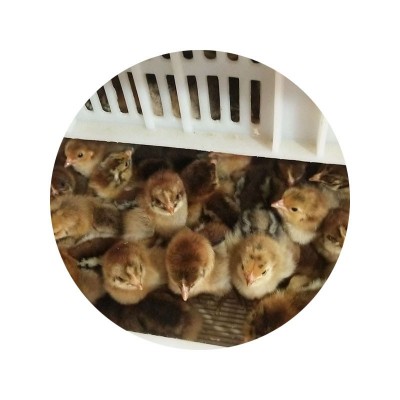 快大型青脚麻鸡鸡苗 麻羽绿壳蛋鸡脱温鸡苗 农家散养鸡苗一斤幼苗图4