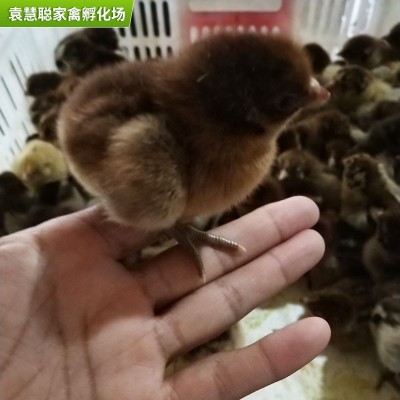 快大型青脚麻鸡鸡苗 麻羽绿壳蛋鸡脱温鸡苗 农家散养鸡苗一斤幼苗图3