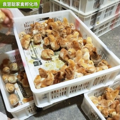 山东红玉鸡苗孵化场 出壳九斤红小鸡苗批发380红玉鸡苗九斤红鸡苗图4
